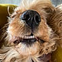 Lover a rejoint le concours — aidez-le/la à gagner de superbes lots ! animal, brown_fur, canine, close_up, closeup, curly_fur, cute, dog, face, funny, fur, indoor, mouth, nose, pet, portrait, snout, teeth, upside_down, whiskers