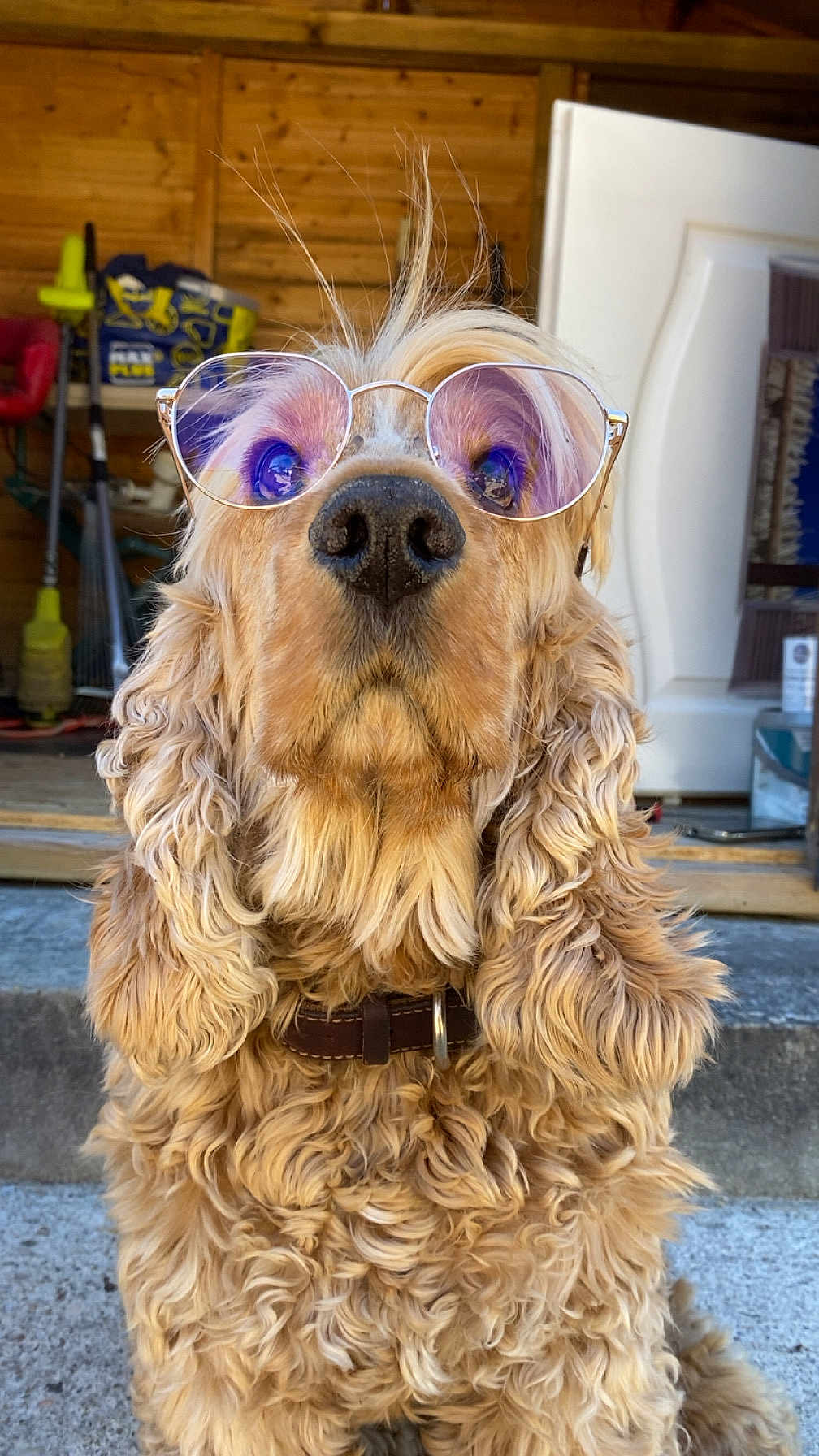 Lover a rejoint le concours — aidez-le/la à gagner de superbes lots ! dog, golden_retriever, curly_fur, sunglasses, outdoor, pet, animal, portrait, close_up, brown_fur, collar, cute, fluffy, canine, sitting, wooden_shed, garden_tools, sunlight, nose, ears