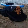 dog, beach, sand, paddleboard, jacket, water, outdoor, pet, animal, canine, cozy, hiding, nature, recreation, summer, leisure, waves, shore, relaxed, cute