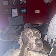 Henry is registered to the contest to win money with this photo: dog, couch, blanket, living_room, lamp, wall_art, photographs, red_wall, relaxed, pet, indoor, furniture, canine, cozy, portrait, home, animal, resting, domestic, comfort