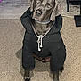 Henry joined the competition — help win amazing prizes! dog, hoodie, chain, paw_pendant, carpet, indoor, pet, sitting, black_clothing, curious, head_tilt, canine, fur, paw, domestic_animal, accessory, portrait, looking_up, cute, animal