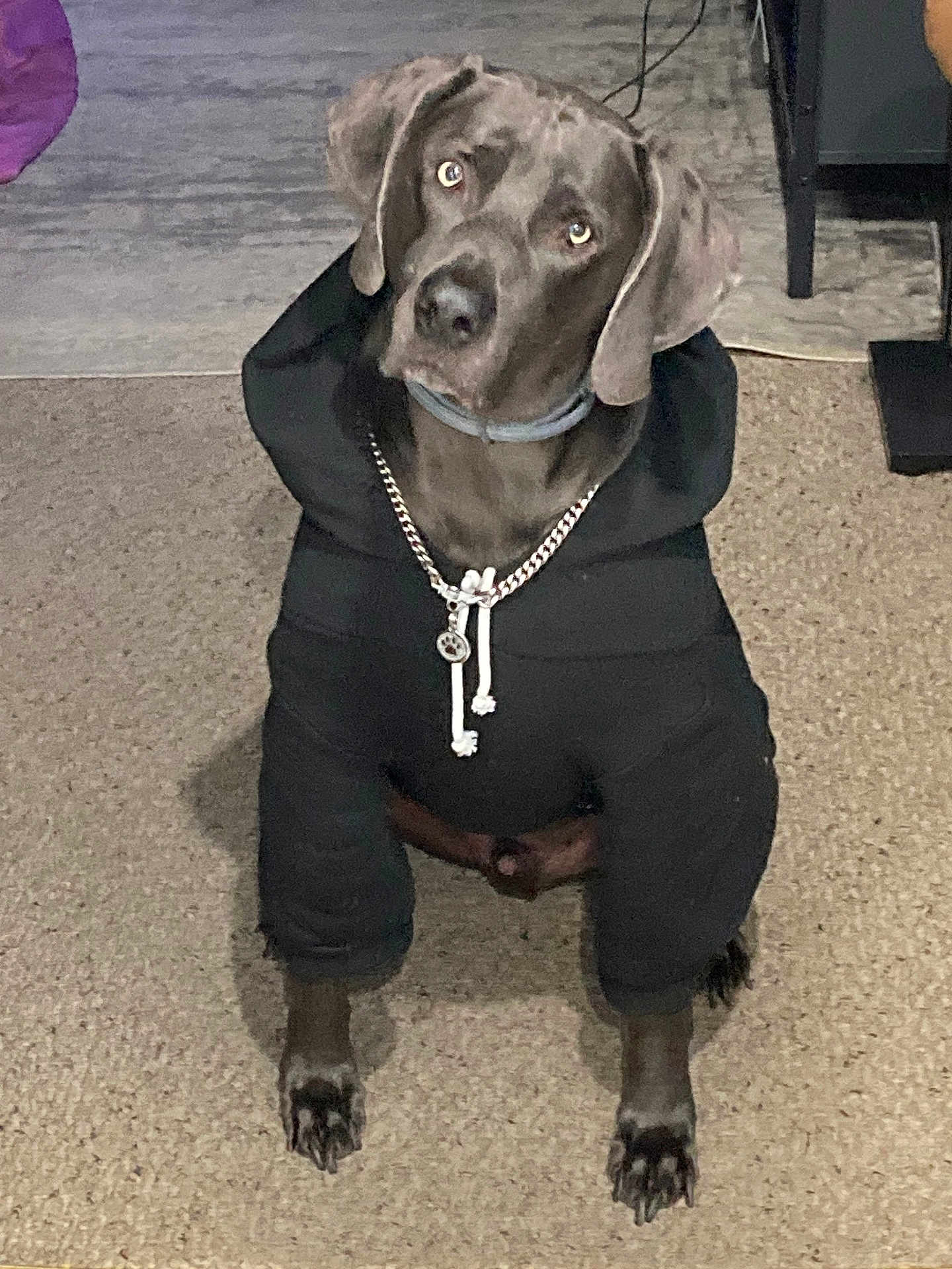 Henry joined the competition — help win amazing prizes! dog, hoodie, chain, paw_pendant, carpet, indoor, pet, sitting, black_clothing, curious, head_tilt, canine, fur, paw, domestic_animal, accessory, portrait, looking_up, cute, animal