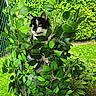 animal, background, black_and_white, branch, cat, close_up, curious, daylight, ears, eyes, fence, foliage, garden, green_leaves, nature, outdoor, pet, plants, summer, whiskers
