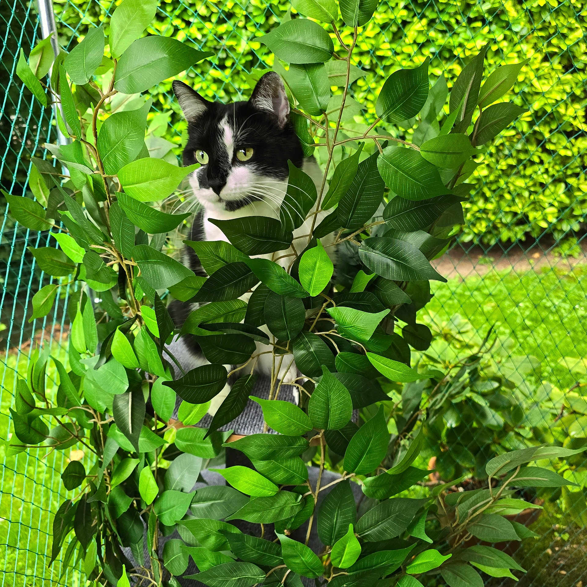 Diva a rejoint le concours — aidez-le/la à gagner de superbes lots ! cat, black_and_white, green_leaves, plants, outdoor, fence, nature, curious, pet, animal, foliage, garden, close_up, whiskers, ears, eyes, branch, summer, daylight, background