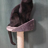 Hercule participe au concours pour gagner de l'argent avec cette photo : alert, animal, black_cat, cat, cat_tree, cute, domestic_cat, ears, feline, fur, furniture, household, indoor, looking, pet, portrait, scratching_post, sitting, tail, whiskers