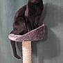 alert, animal, black_cat, cat, cat_tree, cute, domestic_cat, ears, feline, fur, furniture, household, indoor, looking, pet, portrait, scratching_post, sitting, tail, whiskers