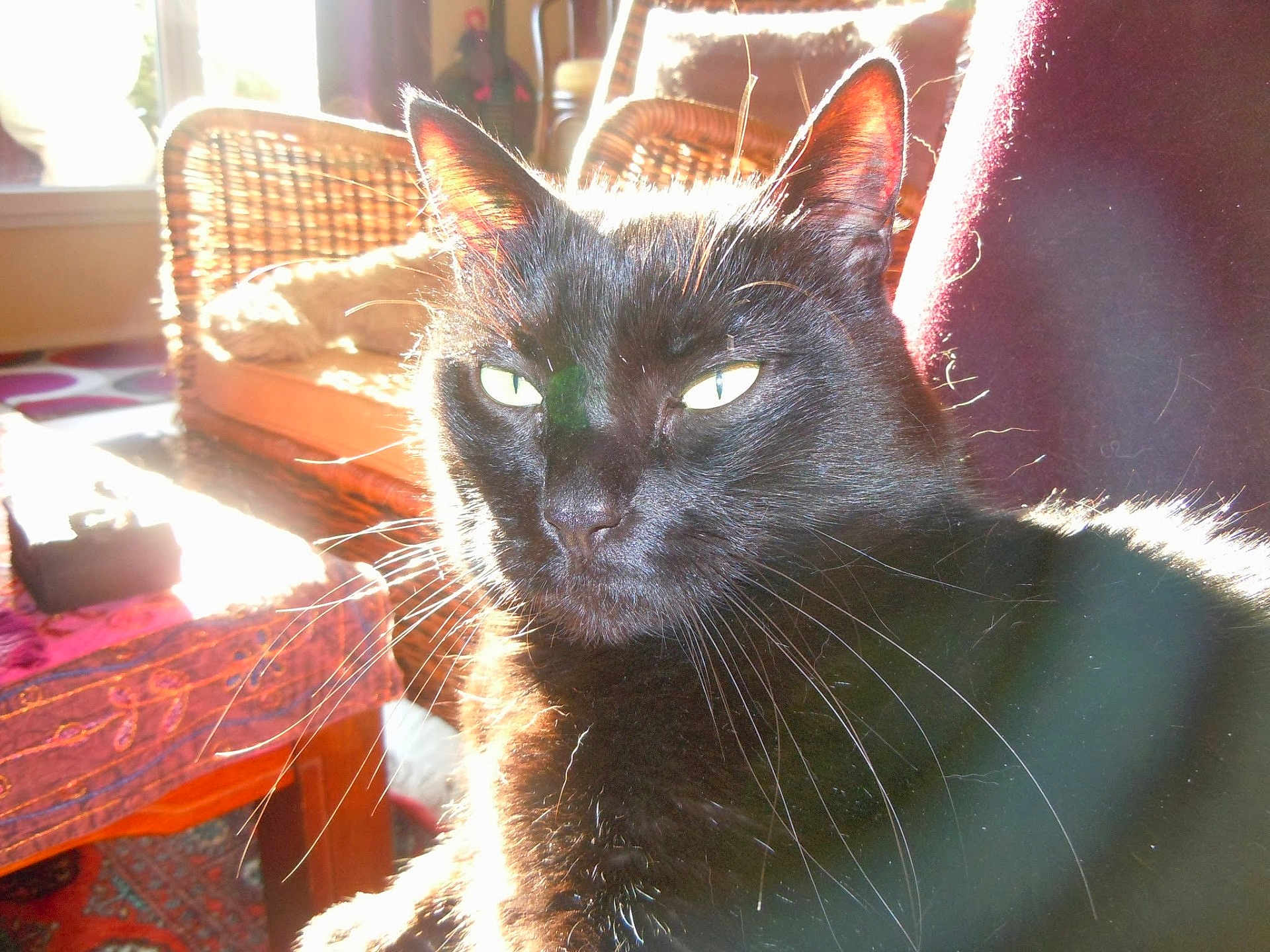 Hercule
