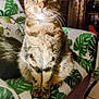 abyssinian, angora, animal, architecture, armchair, building, cat, chair, couch, cushion, face, furniture, head, homedecor, indoors, kitten, livingroom, manx, pet, room
