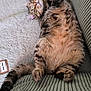 abyssinian, animal, architecture, armchair, blanket, building, cat, chair, couch, cushion, furniture, homedecor, indoors, kitten, livingroom, manx, person, pet, siamese, sleeping