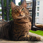 Fripette participe au concours pour gagner de l'argent avec cette photo : cat, tabby, animal, pet, balcony, railing, outdoor, resting, fur, whiskers, green_eyes, paw, daylight, building, apartment, nature, curious, mammal, relaxing, closeup