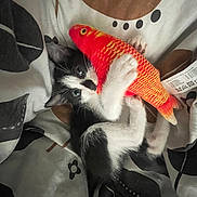 Koda a rejoint le concours — aidez-le/la à gagner de superbes lots ! kitten, cat, toy, fish_toy, black_and_white, pet, animal, cute, bed, blanket, pattern, indoor, fur, whiskers, paws, resting, playful, young, domestic_animal, curious