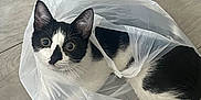 Koda a rejoint le concours — aidez-le/la à gagner de superbes lots ! cat, black_and_white, plastic_bag, floor, curious, pet, animal, indoor, playful, wide_eyes, feline, domestic_cat, ears, whiskers, paws, tail, resting, close_up, looking_up, cute