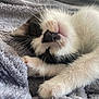kitten, cat, sleeping, close_up, fur, whiskers, paw, black_and_white, soft, blanket, cozy, resting, pet, animal, cute, indoors, feline, young, nap, peaceful