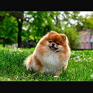Polly a rejoint le concours — aidez-le/la à gagner de superbes lots ! dog, pomeranian, grass, outdoor, pet, fluffy, cute, animal, park, nature, green, tree, sunlight, smiling, small_dog, fur, happy, canine, daytime, portrait