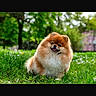 animal, canine, cute, daytime, dog, fluffy, fur, grass, green, happy, nature, outdoor, park, pet, pomeranian, portrait, small_dog, smiling, sunlight, tree