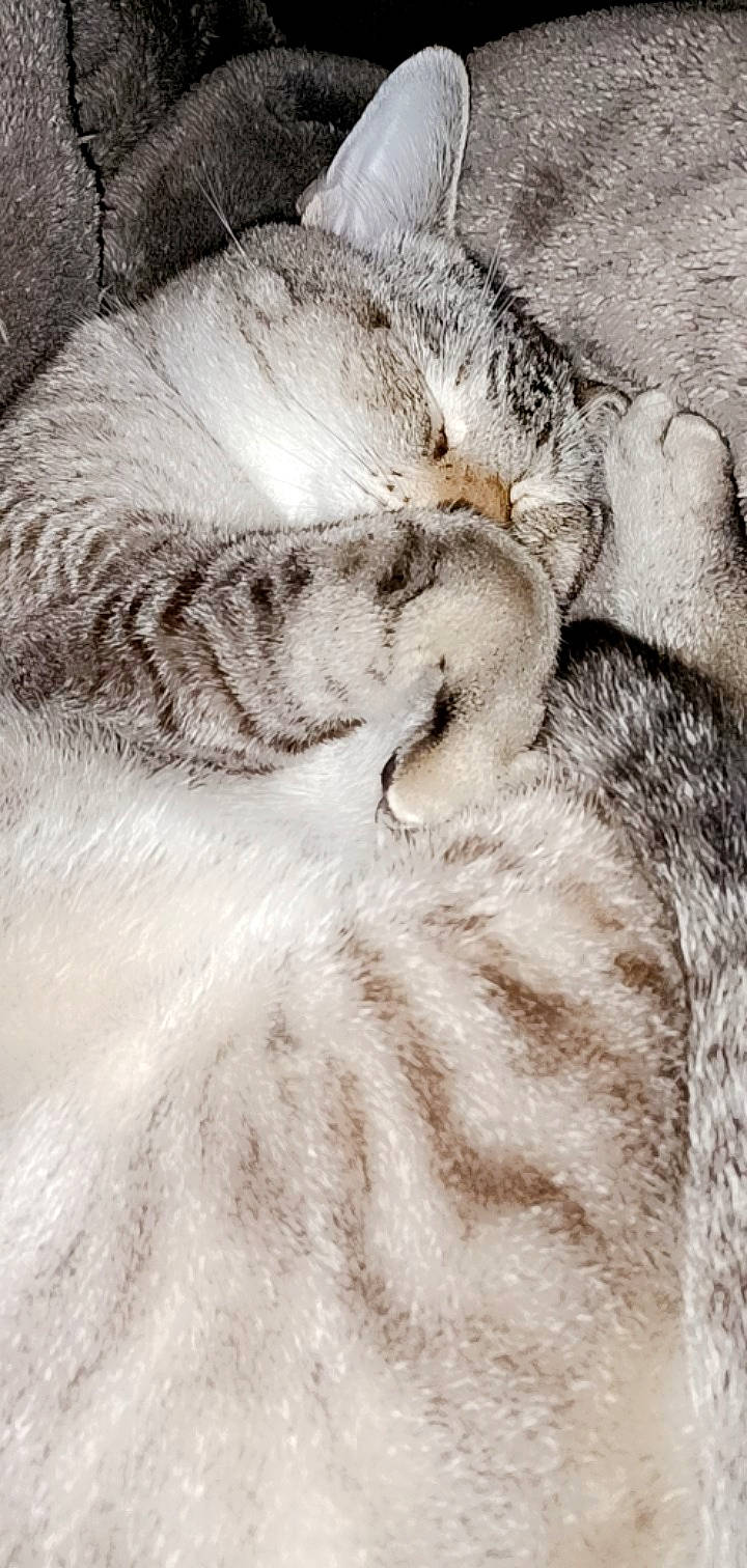 Yoda a rejoint le concours — aidez-le/la à gagner de superbes lots ! carnivore, cat, comfort, domestic_short_haired_cat, ear, eye, eyelash, fawn, feather, felidae, fur, fur_clothing, grey, head, paw, small_to_medium_sized_cats, snout, tail, terrestrial_animal, whiskers