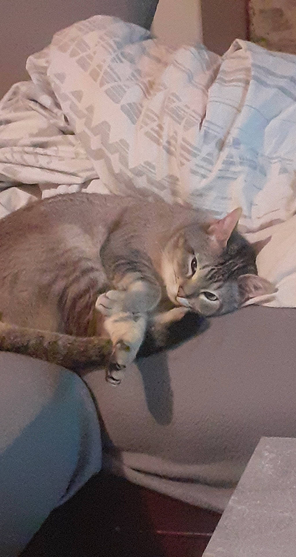 Yoda a rejoint le concours — aidez-le/la à gagner de superbes lots ! asian, burmilla, carnivore, cat, comfort, domestic_short_haired_cat, european_shorthair, felidae, kitten, mammal, nap, singapura, sleep, small_to_medium_sized_cats, whiskers