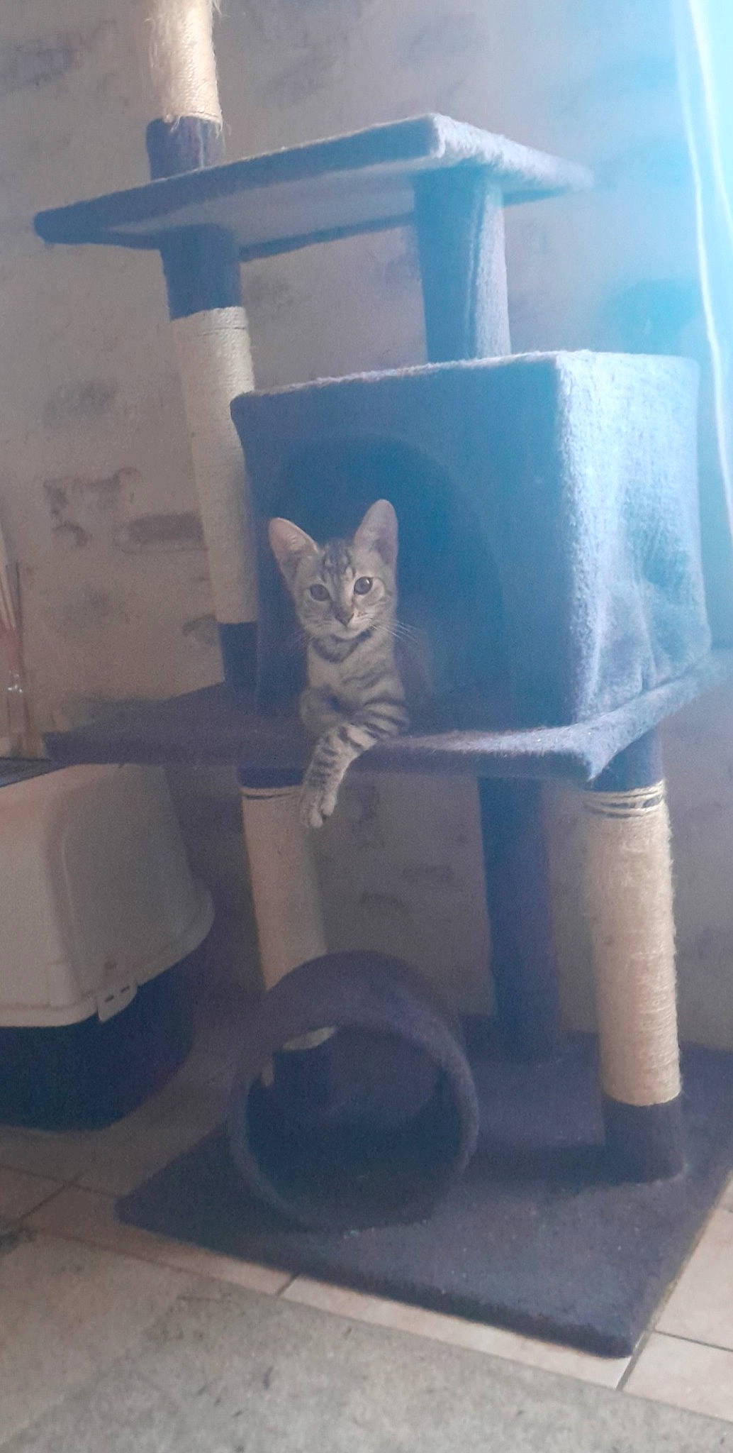 Youmi a rejoint le concours — aidez-le/la à gagner de superbes lots ! art, automotive_tire, carnivore, carving, cat, cat_supply, domestic_short_haired_cat, electric_blue, felidae, glass, metal, plastic, room, sculpture, small_to_medium_sized_cats, tail, tints_and_shades, visual_arts, whiskers, wood