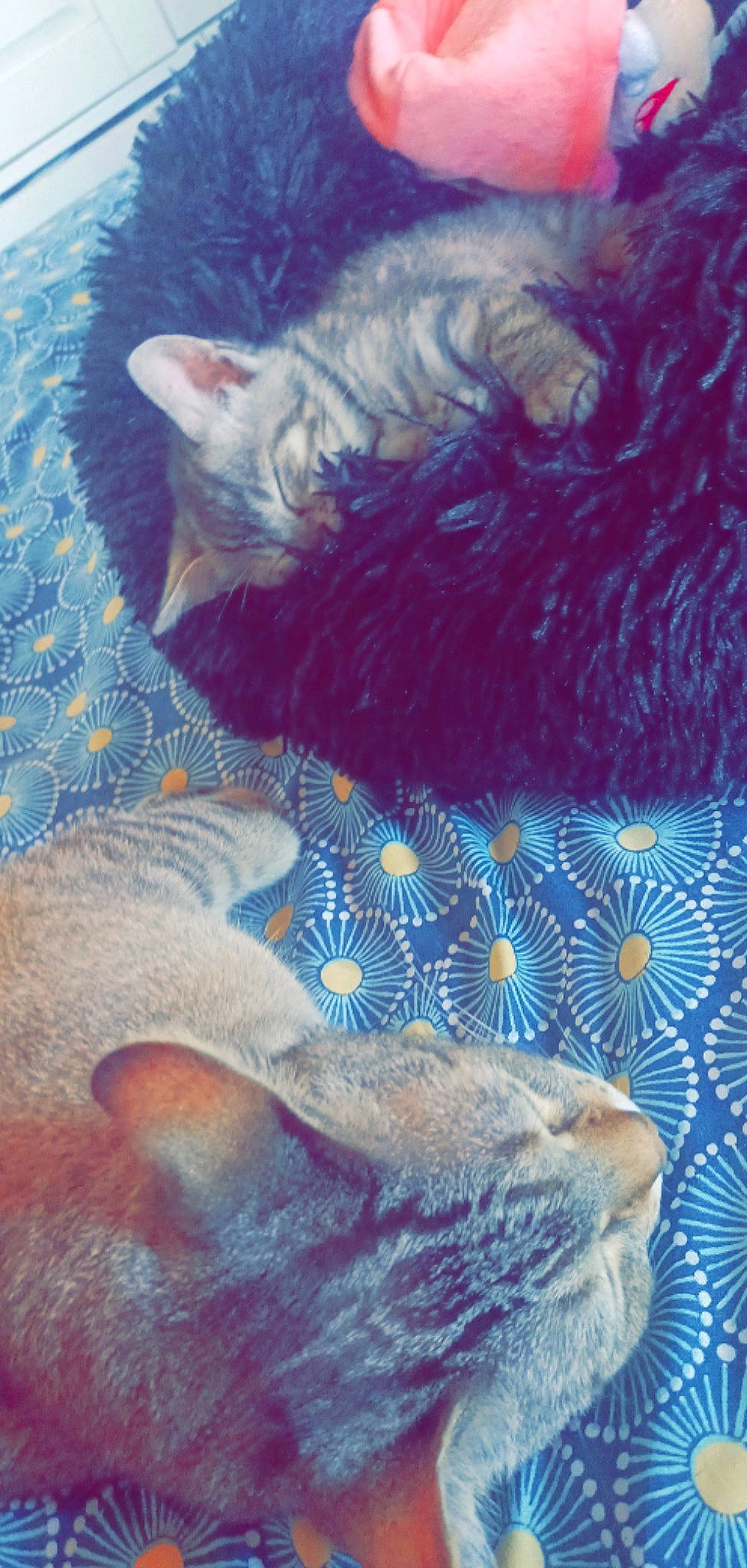 Youmi a rejoint le concours — aidez-le/la à gagner de superbes lots ! art, carnivore, cat, domestic_short_haired_cat, electric_blue, fawn, felidae, fur, illustration, mammal, painting, pattern, paw, small_to_medium_sized_cats, snout, tail, vertebrate, visual_arts, whiskers, wildlife