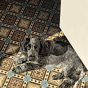 Achille participe au concours pour gagner de l'argent avec cette photo : dog, puppy, black_and_white, tile_floor, sunlight, indoor, resting, patterned_floor, cute, pet, fur, laying_down, animal, looking_up, shadow, relaxed, companion, adorable, home, sunbeam