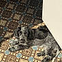 dog, puppy, black_and_white, tile_floor, sunlight, indoor, resting, patterned_floor, cute, pet, fur, laying_down, animal, looking_up, shadow, relaxed, companion, adorable, home, sunbeam