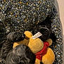 Achille a rejoint le concours — aidez-le/la à gagner de superbes lots ! dog, plush_toy, yellow, red_scarf, black_fur, fluffy, cushion, floral_pattern, fabric, pet, playful, lying_down, indoor, toy_tag, close_up, paw, snout, cute, soft, comfort