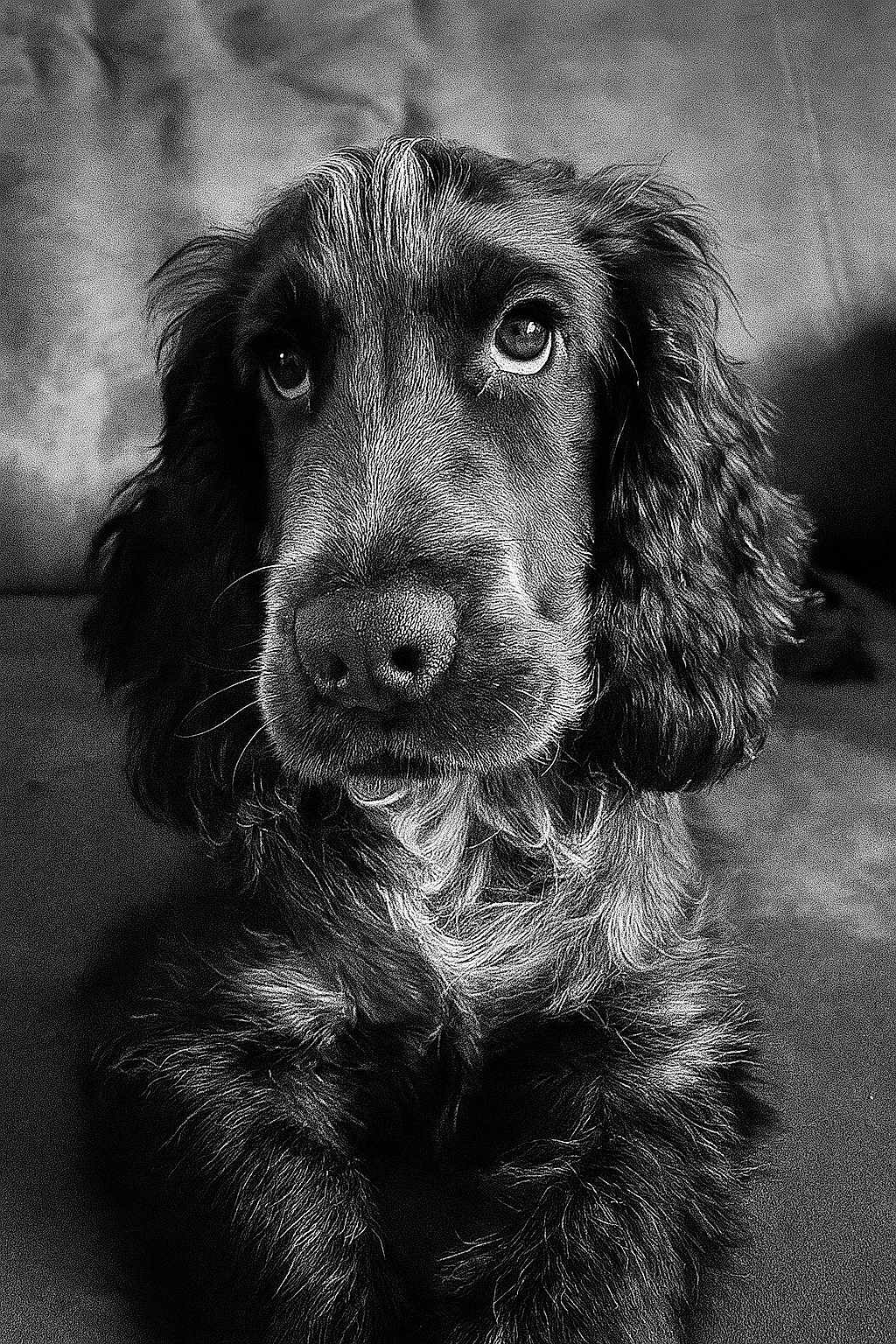 Achille participe au concours pour gagner de l'argent avec cette photo : dog, portrait, black_and_white, close_up, fluffy, wavy_fur, couch, pet, animal, indoors, calm, expressive_eyes, snout, ears, sitting, fur_texture, nostrils, whiskers, companion, domestic_animal