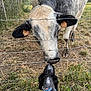 Achille a rejoint le concours — aidez-le/la à gagner de superbes lots ! dog, cow, barbed_wire, pasture, grass, animal_interaction, harness, ear_tag, fence, outdoor, nature, farm, field, grassland, animal, curious, friendly, muzzle, greeting, domestic_animals