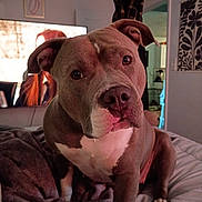 Molly is registered to the contest to win money with this photo: animal, bed, blanket, brown, cozy, curious, dog, ears, face, furniture, indoor, living_room, paw, pet, pit_bull, snout, soft_lighting, television, wall_art, white