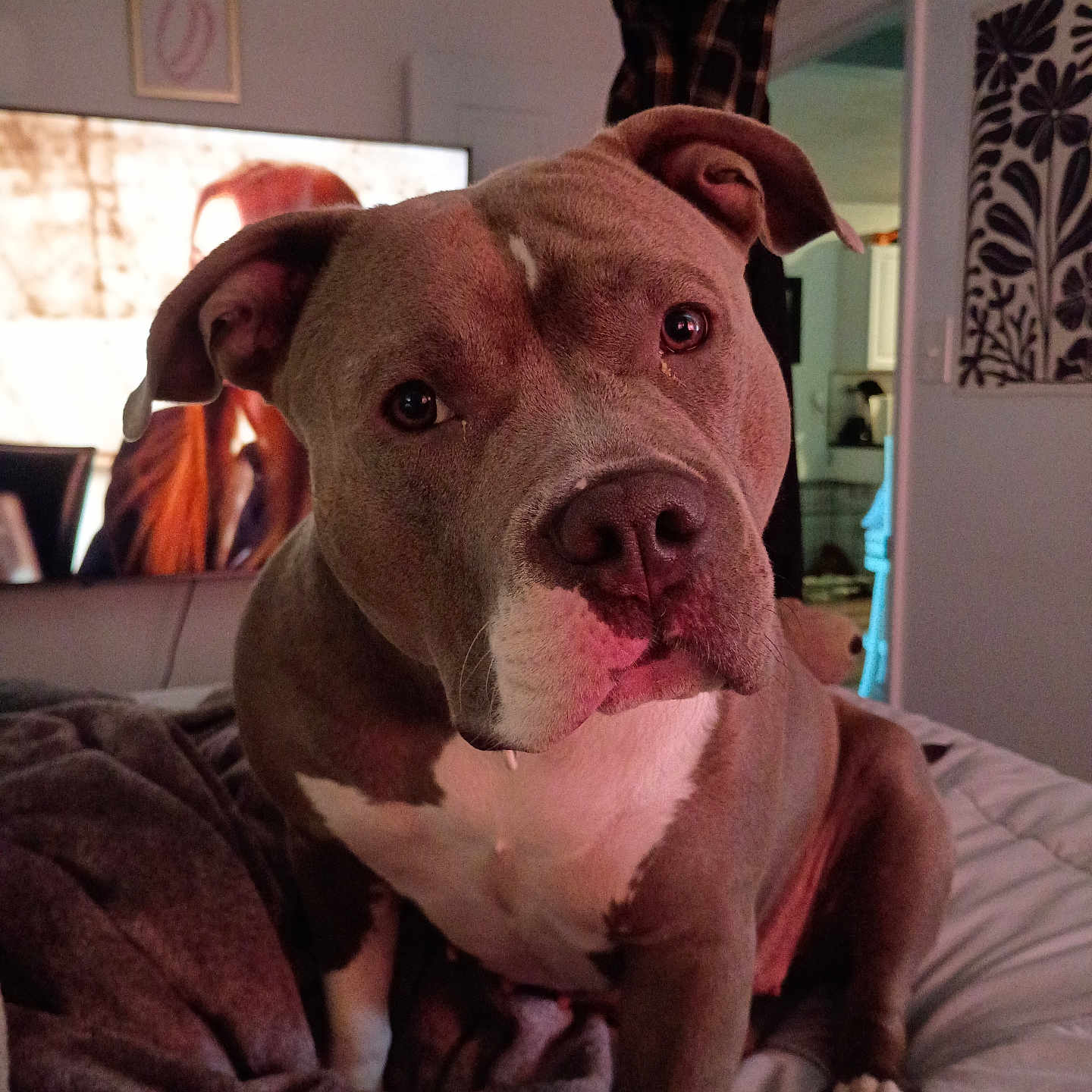 Molly is registered to the contest to win money with this photo: animal, bed, blanket, brown, cozy, curious, dog, ears, face, furniture, indoor, living_room, paw, pet, pit_bull, snout, soft_lighting, television, wall_art, white