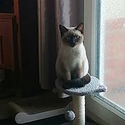 Suko a rejoint le concours — aidez-le/la à gagner de superbes lots ! animal, cat, cat_tree, cozy, curtain, domestic_animal, ears, floor, frosted_glass, furniture, home, indoor, looking, pet, siamese_cat, sitting, soft_light, tail, whiskers, window