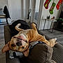 dog, upside_down, couch, living_room, blanket, stockings, christmas_stockings, holiday_decor, plant, side_table, television, door, hardwood_floor, relaxed, smile, pet, interior, sofa_back, cozy, playful