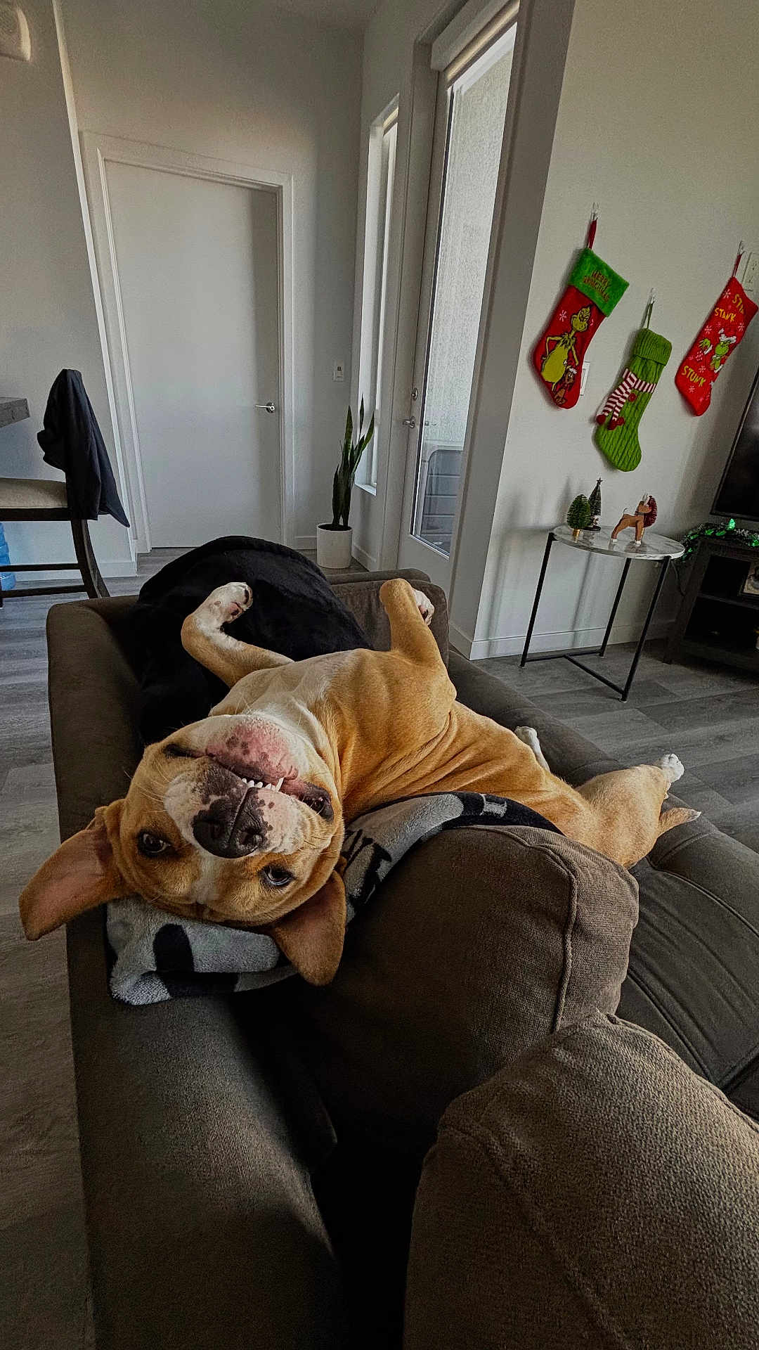 Pua is registered to the contest to win money with this photo: dog, upside_down, couch, living_room, blanket, stockings, christmas_stockings, holiday_decor, plant, side_table, television, door, hardwood_floor, relaxed, smile, pet, interior, sofa_back, cozy, playful