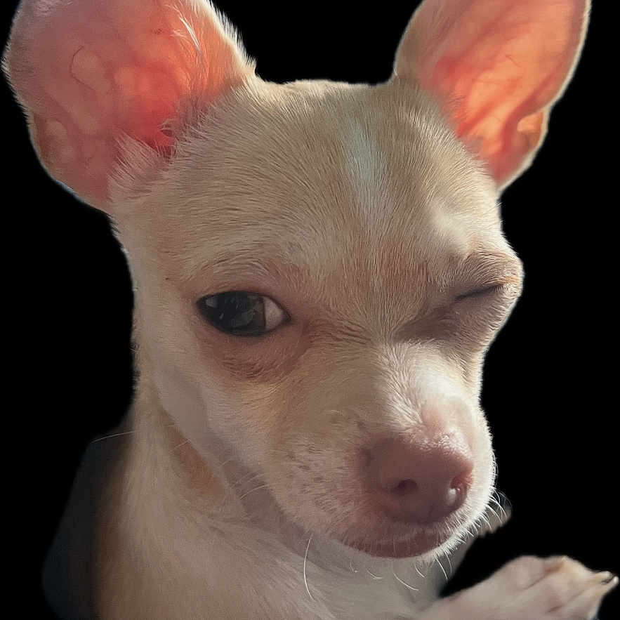 Bella