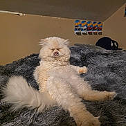 Martin is registered to the contest to win money with this photo: animal, baseball_caps, bedroom, blanket, cat, cozy, cream_color, cute, fluffy, fur, furniture, furry, indoor, lounging, pet, relaxed, resting, sleeping, toys, wall