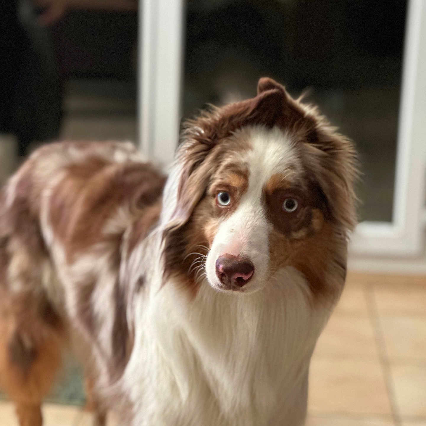 Oslo a rejoint le concours — aidez-le/la à gagner de superbes lots ! animal, australian_shepherd, blue_eyes, brown_white_coat, canine, closeup, companion, curious, dog, domestic, fur, house, indoor, long_fur, looking, muzzle, pet, portrait, standing, tile_floor