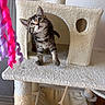 cat, kitten, tabby, animal, pet, feline, cat_tree, scratching_post, fluffy, standing, looking_up, whiskers, ears, striped_fur, indoor, home, playful, cute, portrait, vertical_photo