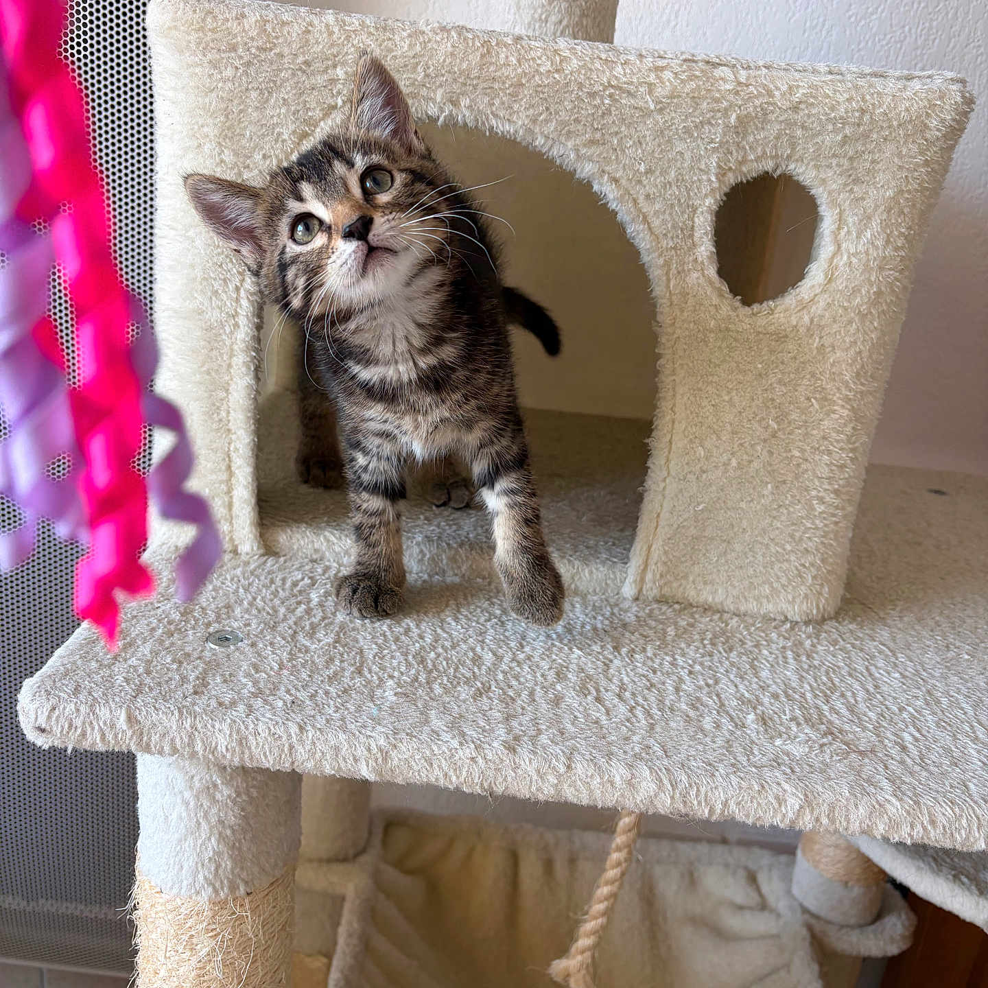 Maia a rejoint le concours — aidez-le/la à gagner de superbes lots ! cat, kitten, tabby, animal, pet, feline, cat_tree, scratching_post, fluffy, standing, looking_up, whiskers, ears, striped_fur, indoor, home, playful, cute, portrait, vertical_photo