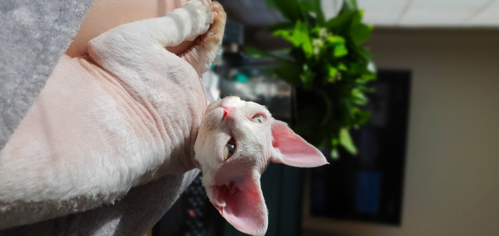 Arsès a rejoint le concours — aidez-le/la à gagner de superbes lots ! canidae, carnivore, dentures, dog_breed, fang, fawn, felidae, flowerpot, gesture, grass, houseplant, plant, small_to_medium_sized_cats, snout, sporting_group, tail, tooth, whiskers, wrinkle, yawn