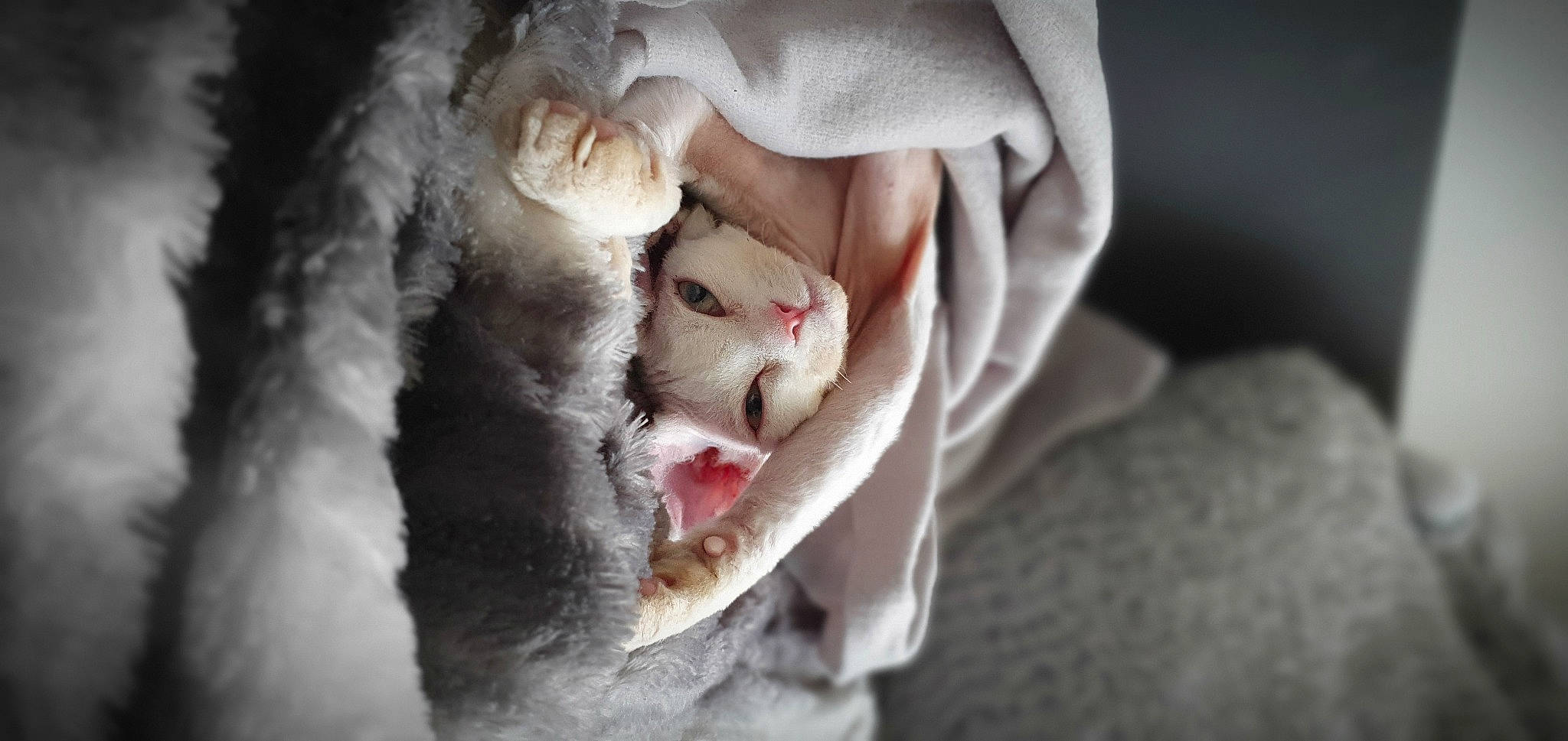 Arsès a rejoint le concours — aidez-le/la à gagner de superbes lots ! carnivore, cat, claw, close_up, comfort, dress, eyelash, fang, felidae, flash_photography, fur, gesture, jaw, linens, paw, small_to_medium_sized_cats, smile, snout, whiskers, yawn