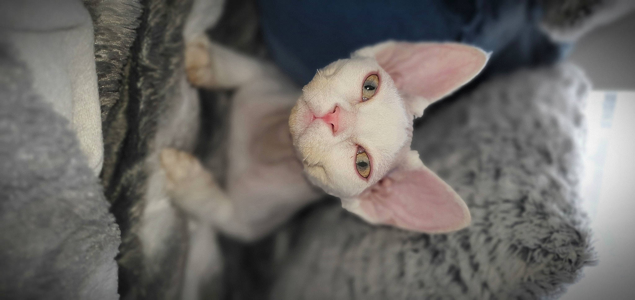 Arsès participe au concours pour gagner de l'argent avec cette photo : carnivore, cat, ear, eye, fawn, felidae, fur, plant, small_to_medium_sized_cats, snout, tail, terrestrial_animal, whiskers, wildlife