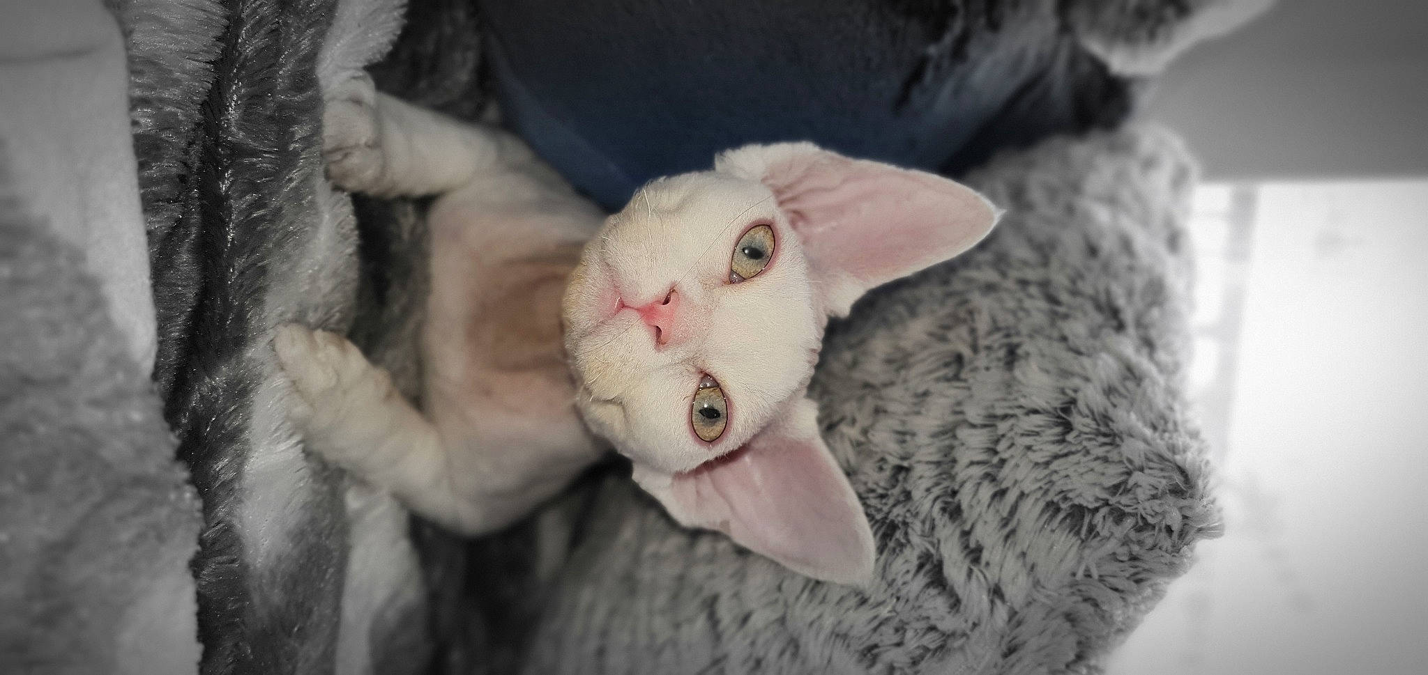 Arsès participe au concours pour gagner de l'argent avec cette photo : carnivore, cat, claw, close_up, comfort, domestic_short_haired_cat, eye, eyelash, fang, fawn, felidae, fur, nail, paw, plant, small_to_medium_sized_cats, snout, tail, terrestrial_animal, whiskers