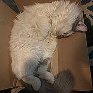 Rune joined the competition — help win amazing prizes! cat, sleeping_cat, fluffy_cat, white_fur, long_hair, cardboard_box, box, indoor, rug, curled_up, tail, paw, cozy, pet, fur_texture, nap, cute, closeup, feline, home
