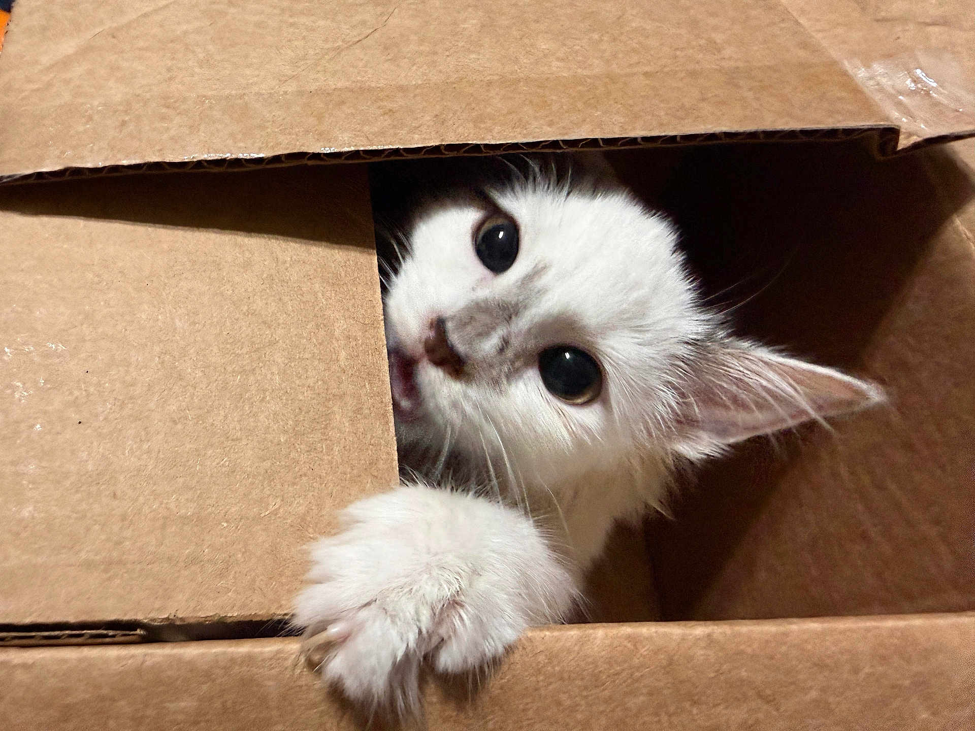 Rune is registered to the contest to win money with this photo: cat, kitten, box, cardboard, paw, eyes, ear, whiskers, fur, peek, curiosity, closeup, portrait, pet, indoor, texture, corrugated_cardboard, brown, cute, playful