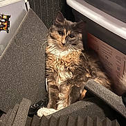 Mistral is registered to the contest to win money with this photo: cat, feline, long_hair, pet, indoor, acoustic_foam, foam_panels, storage_container, plastic_bin, whiskers, golden_eyes, fur, sitting, portrait, cozy, cute, looking_at_camera, studio, shelf, soft_lighting