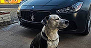 Trouble joined the competition — help win amazing prizes! dog, sitting, chain_collar, black_car, luxury_car, maserati, outdoor, driveway, sunset, house, residential_area, pet, animal, canine, calm, side_view, shadow, pavement, daylight, vehicle