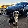 dog, sitting, chain_collar, black_car, luxury_car, maserati, outdoor, driveway, sunset, house, residential_area, pet, animal, canine, calm, side_view, shadow, pavement, daylight, vehicle