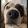 Trouble joined the competition — help win amazing prizes! dog, close_up, indoor, brown_eyes, black_nose, white_fur, black_patch, pet, canine, curious, face, whiskers, window_light, living_room, fur, portrait, animal, ears, snout, domestic