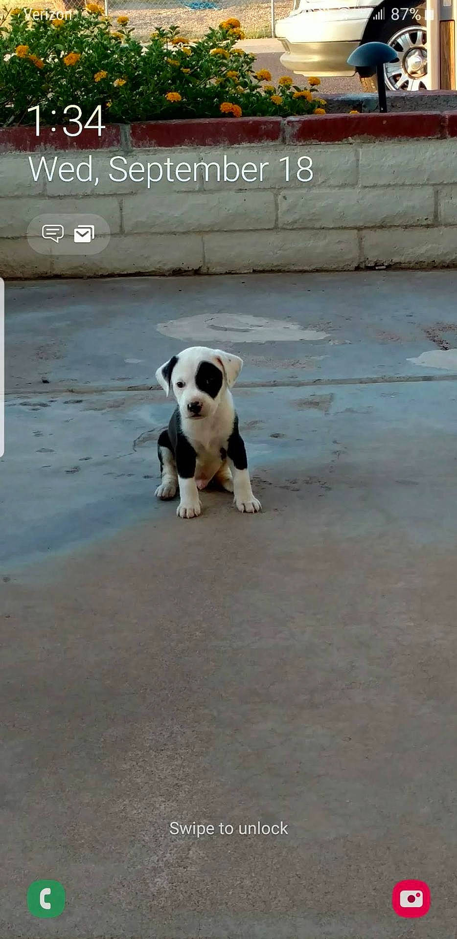 Trouble is registered to the contest to win money with this photo: animal, background, black_and_white, brick_wall, concrete, curious, date_display, dog, driveway, flowers, garden, lock_screen, outdoor, pet, phone_screen, puppy, sitting, small_dog, time_display, yellow_flowers