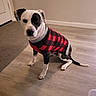 Trouble is registered to the contest to win money with this photo: dog, sweater, black_and_white, indoor, floor, wooden_floor, pet, canine, seated, looking_up, cute, cozy, plaid, red, black, white, fur, ears, tail, companion
